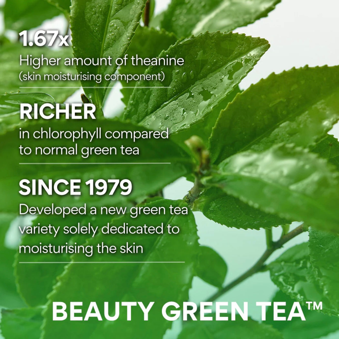 Innisfree Green Tea Seed Hyaluronic Cream